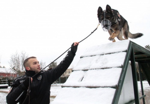 Operasyonların gizli kahramanı 'dedektör köpekler' böyle eğitiliyor