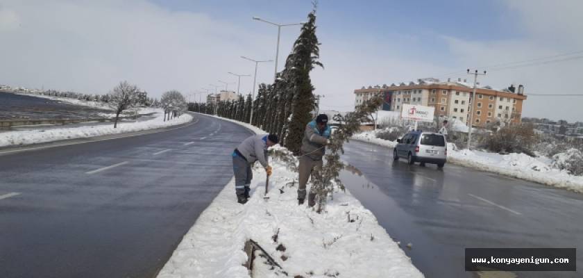 Beyşehir'de kar yağışından zarar gören ağaçlara bakım çalışması