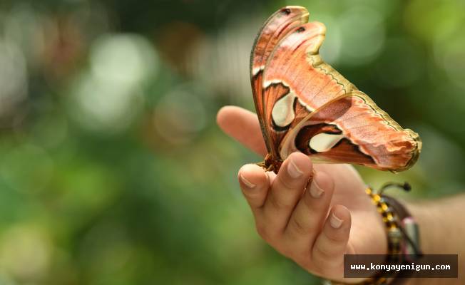 Dünyanın en büyük kelebeği “Atlas” Konya Tropikal Kelebek Bahçesi'nde