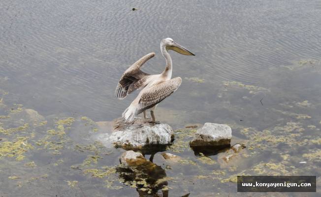 Beyşehir Gölü’nü mesken tutan pelikan ilgi odağı oldu