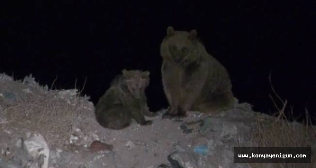 Kış uykusundan önce ayılar yiyecek bulmak için şehir çöplüğünün yolunu tutuyor