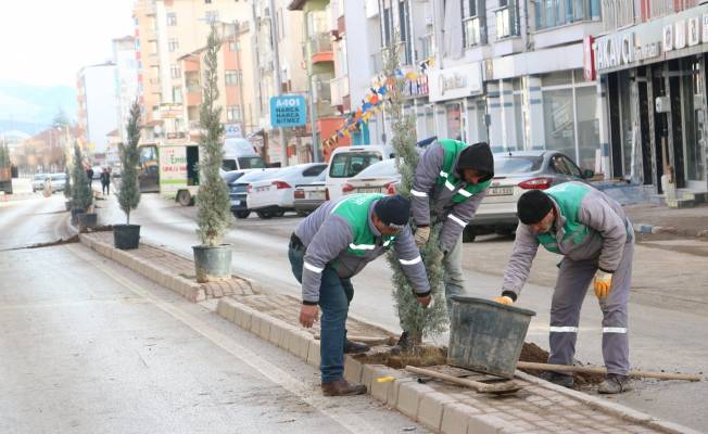 Beyşehir’in yeşiline katkı sağlanıyor