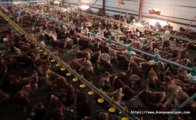 2021’de yıl 2,2  milyon ton tavuk eti üretildi