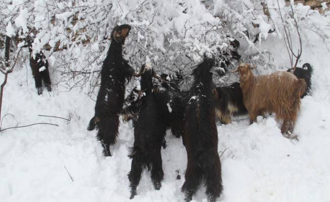 Konya'da dağ keçileri ağaç dallarıyla beslendi