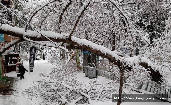 Konya'da kar yağışı nedeniyle birçok ağaç devrildi