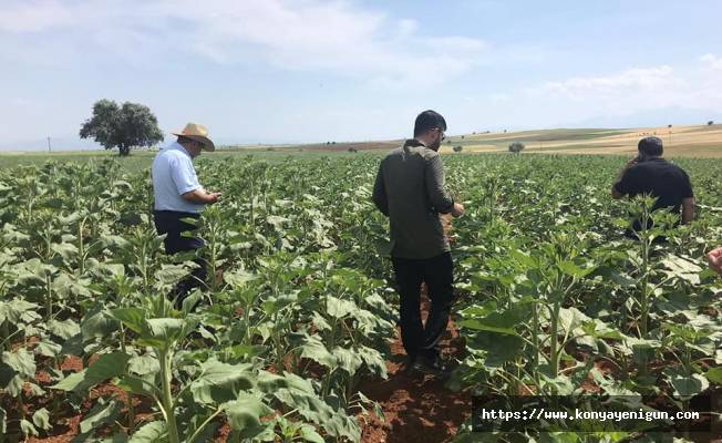 Beyşehir ve Hüyük'te yağlık ayçiçeği ekimi yapılan alanlarda inceleme yapıldı