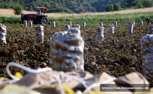 Hasadın sürdüğü Tokat'ta 22 bin ton patates rekoltesi bekleniyor