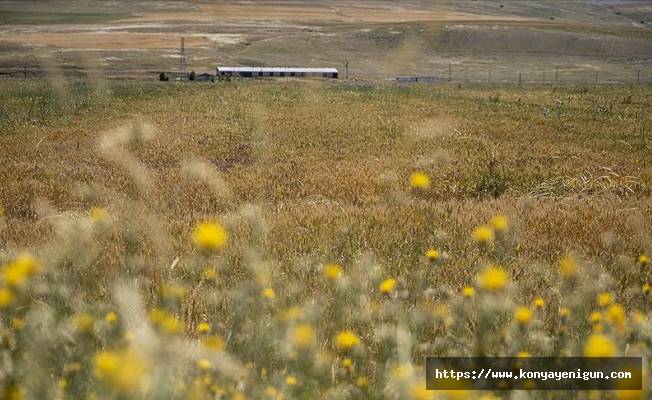 Tohum desteği ve yağış bereketiyle Erzurum'da hububatta yüzde 60 artış bekleniyor