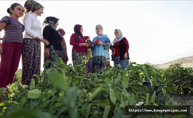 Emine Erdoğan çiftçi kadınlarla tarladan domates topladı, kışlık menemen yaptı