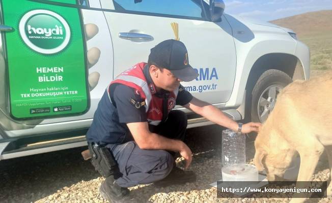 Jandarmadan sokak hayvanlarına şefkateli