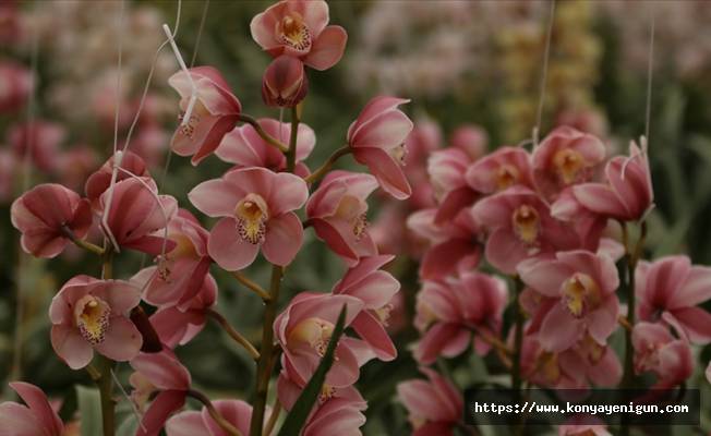 Rusya'nın orkide ihtiyacı Yalova'dan karşılanacak