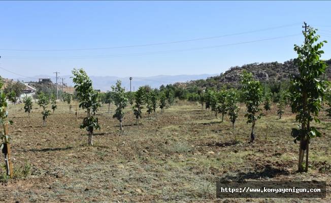 Şırnak'ta devlet desteğiyle aşılanan fıstık ve ceviz ağaçları üreticiye gelir olacak
