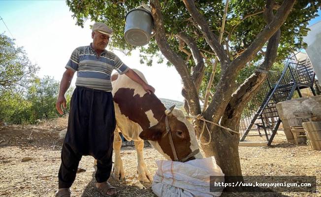 Mersin'deki orman yangınında gebe inek "Sarıkız"ı komandolar kurtardı