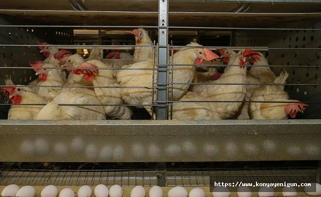 Tavuk eti üretimi yüzde 12,1 arttı