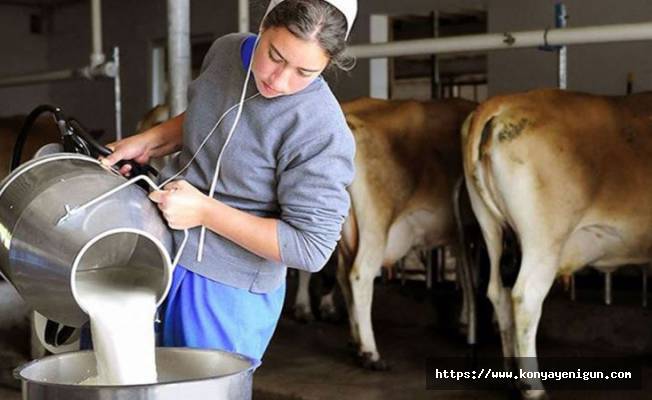 Toplanan inek sütü  yüzde 2,9 azaldı