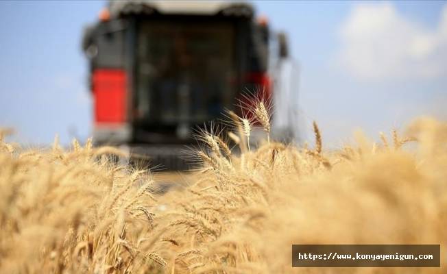 Küresel gıda fiyatları ekimde hafif geriledi