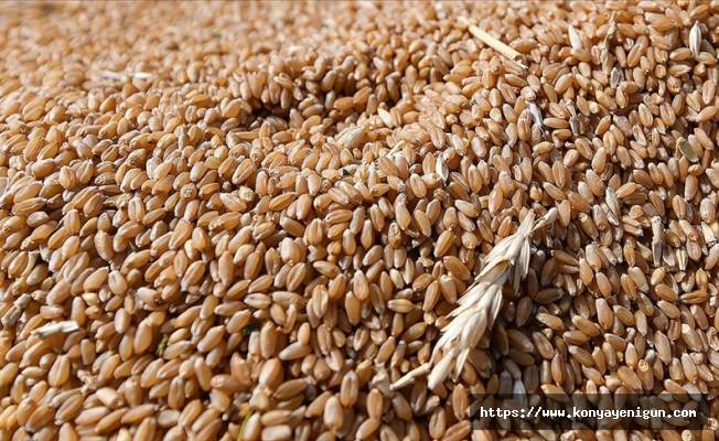 Rusya'nın tahıl anlaşmasına geri dönmesiyle buğday fiyatları yüzde 6'nın üzerinde düşüş kaydetti