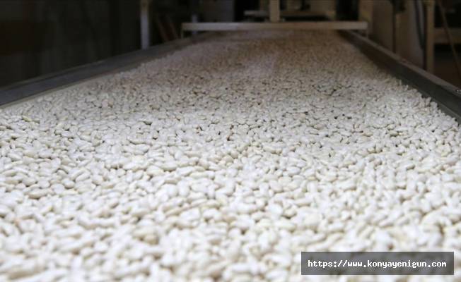 Ahlat, kuru fasulye üretimiyle hem ekonomiye hem istihdama katkı sağlıyor