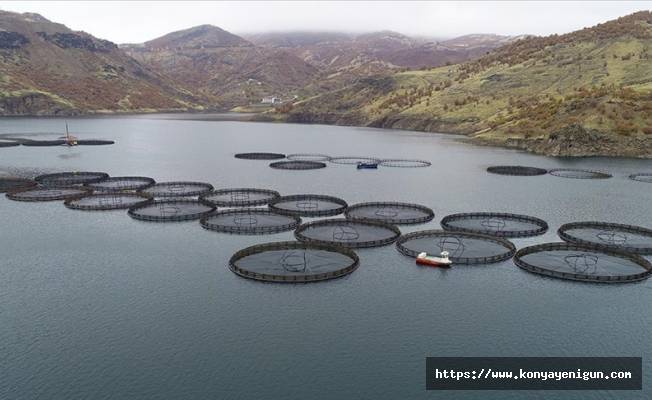 Anadolu'daki barajlarda yetiştirilen alabalıklar 36 ülkeye ihraç ediliyor
