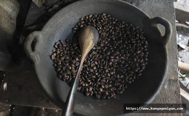 Dünyanın en pahalı kahvesi, Misk kedisinin midesinde mayalanıyor