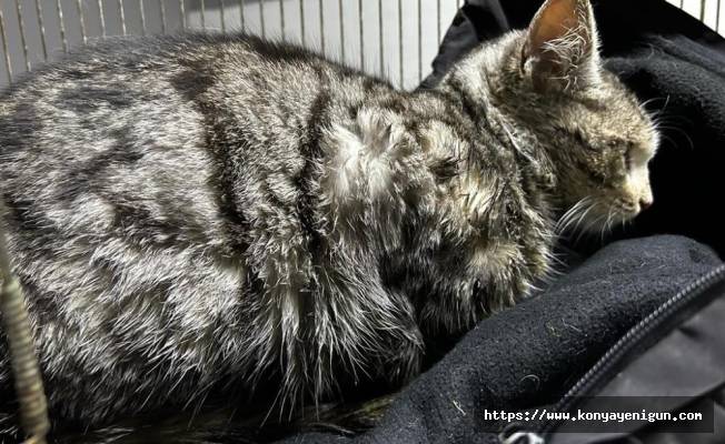 Hasta kedi Akşehir Belediyesi tarafından iyileştirildi