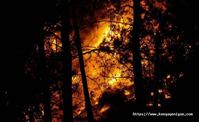 Şili'de 2022'de orman yangınlarından 125 bin hektardan fazla alan etkilendi
