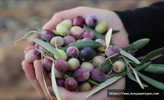 Türkiye'nin önemli zeytin üretim merkezlerinden Nizip'te hasat sürüyor