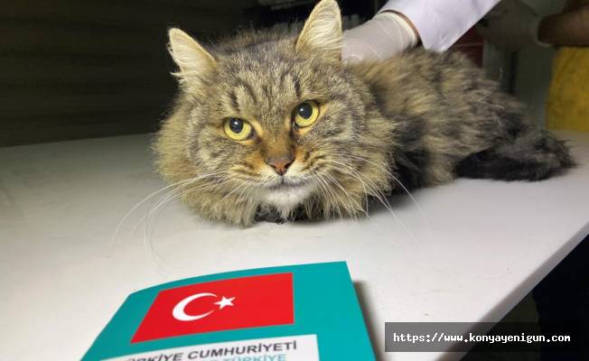 Türkiye’de 629 bin 165 sahipli hayvana çip takıldı