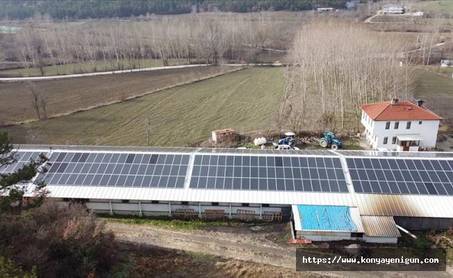 Bolu'da tavuk üreticileri elektrik ihtiyacını güneş enerjisinden karşılıyor