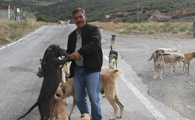 Emekli olunca kendisini sokak köpeklerine adadı