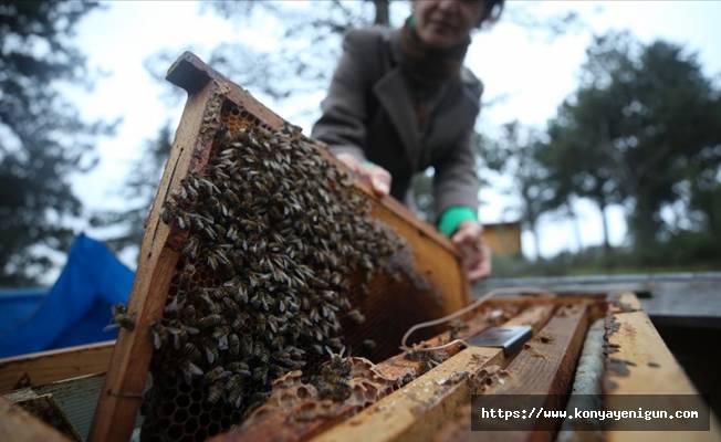Normalin üzerinde seyreden hava sıcaklıkları arı popülasyonunda kayıplara neden olabilir