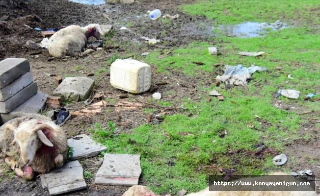 Aydın'da sahipsiz köpekler 20 koyunu telef etti