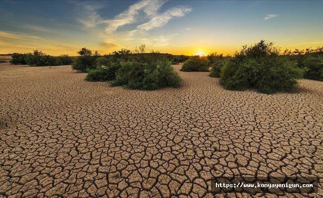 İklim krizi ve yok olan habitatlar biyoçeşitlilik kaybını artırıyor