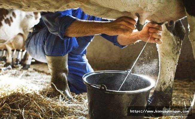İnek sütü miktarı Ocak  ayında yüzde 4,4 arttı