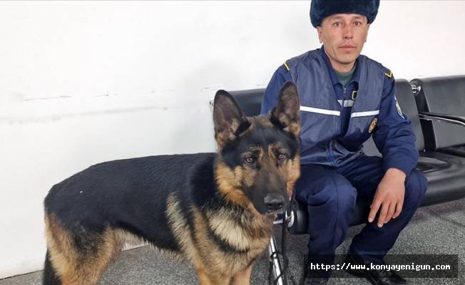 Özbek ekibindeki köpekler Türkiye'deki depremlerde kurtarmada önemli rol oynadı