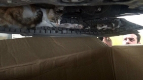 Aracının motorunda yavrulayan kedi için seferber oldu
