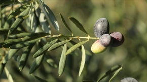 Ata ağaçlarında yetiştirilen "Karamürsel Samanlı zeytini" tescil yolunda