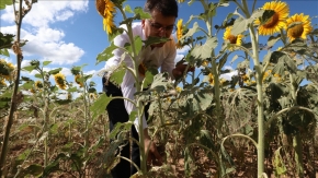 Trakya'da çayır tırtılı görülen ayçiçeği ekili alanlar büyük oranda ilaçlandı